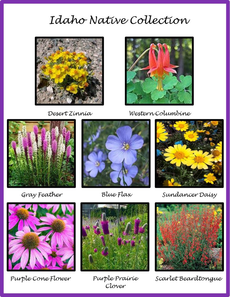 Idaho Native Plants Collection Twin Falls Pollinator Council
